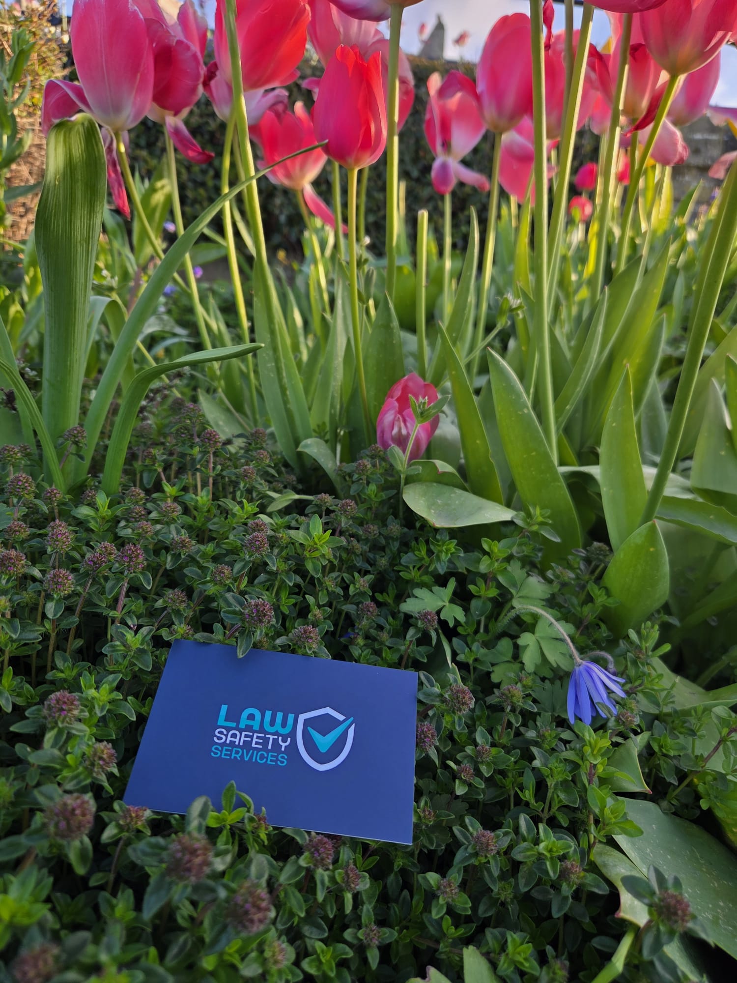 Law Safety Services business card in a garden border