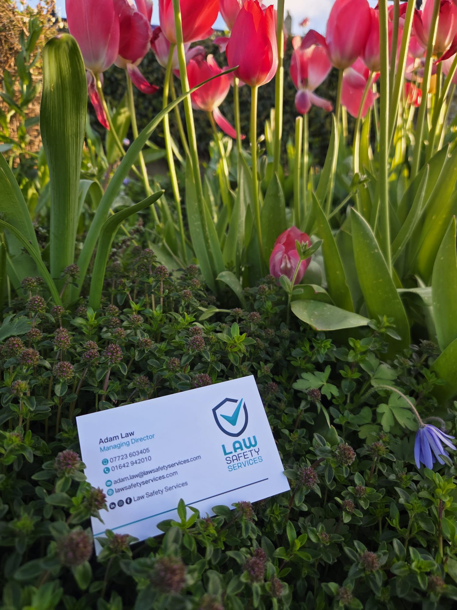 Law Safety Services business card among spring tulips